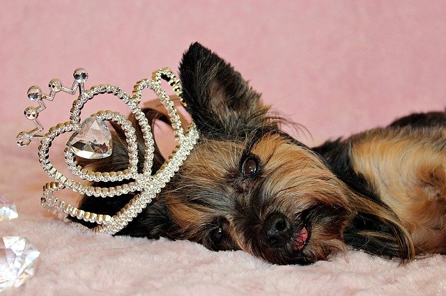 Free download Yorkshire Terrier Dog Crown -  free photo or picture to be edited with GIMP online image editor