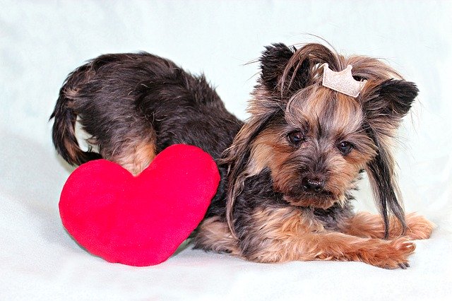 Free download Yorkshire Terrier Dog Heart -  free photo or picture to be edited with GIMP online image editor