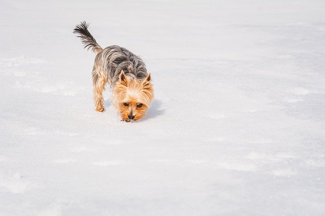 Free download yorkshire terrier dog pet canine free picture to be edited with GIMP free online image editor