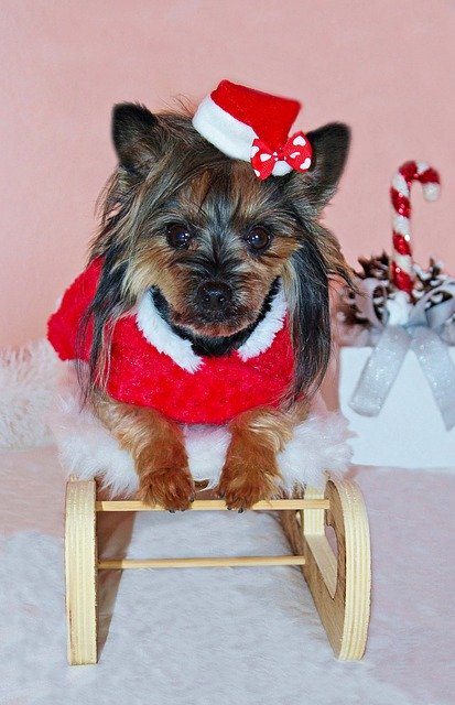 Free download Yorkshire Terrier Dog Santa Claus -  free photo or picture to be edited with GIMP online image editor