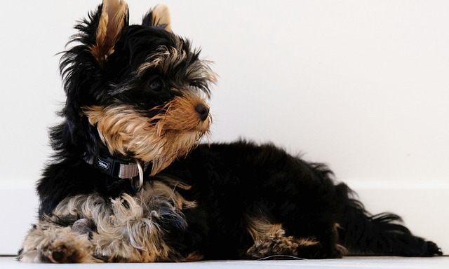 Free download yorkshire terrier puppy pet canine free picture to be edited with GIMP free online image editor