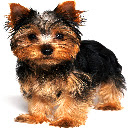 Yorkshire Terrier Theme  screen for extension Chrome web store in OffiDocs Chromium