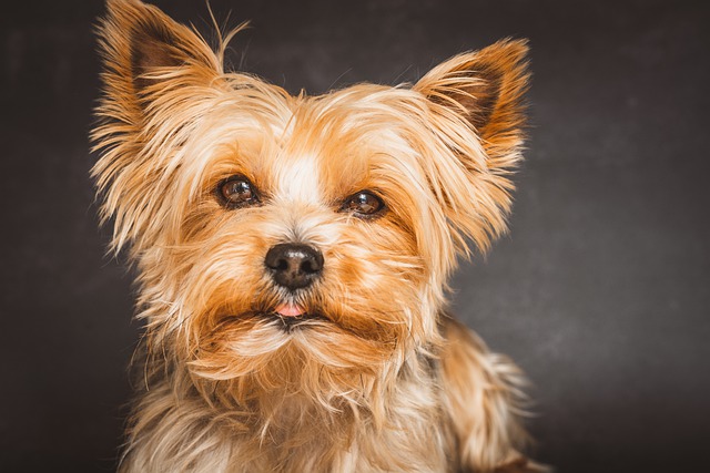 Free download yorkshire terrier yorkie dog free picture to be edited with GIMP free online image editor