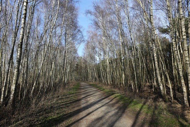 Free download Young Birches Birch Spring Walk -  free photo or picture to be edited with GIMP online image editor