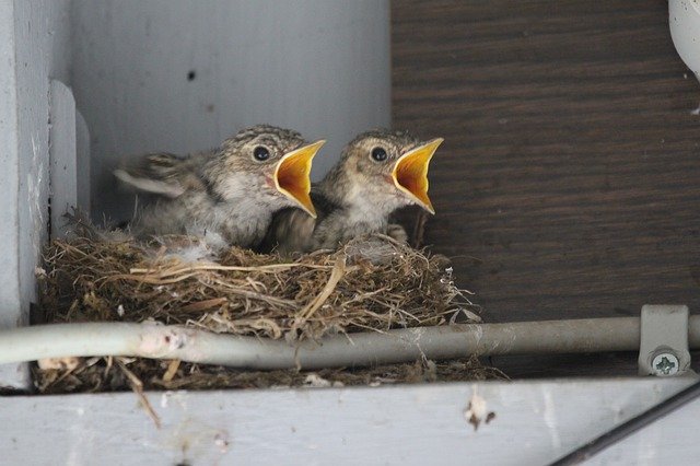 Free download Young Birds Boy Nature -  free photo or picture to be edited with GIMP online image editor