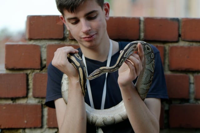 Free download young man snake pet reptile busker free picture to be edited with GIMP free online image editor