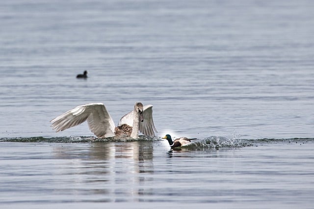 Free download young swan duck lake water nature free picture to be edited with GIMP free online image editor