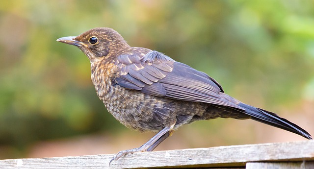 Free download young uk blackbird juvenile blackbird free picture to be edited with GIMP free online image editor