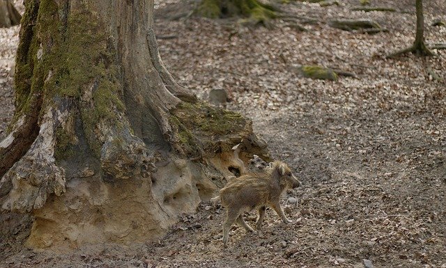 Free download Young Wild Boar Forest -  free photo or picture to be edited with GIMP online image editor