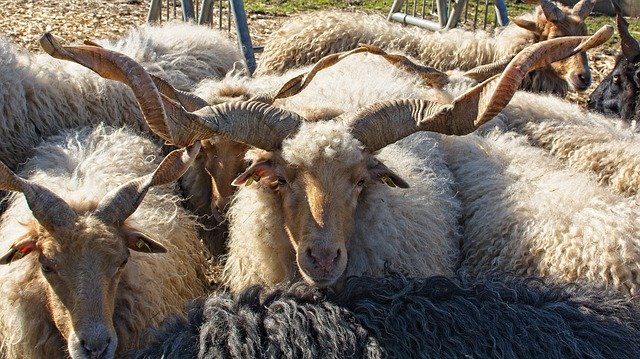 Free download Zackelschaf Sheep Hungary -  free photo or picture to be edited with GIMP online image editor