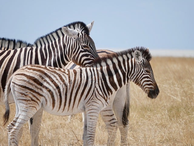 Free download zebra africa friendship friends free picture to be edited with GIMP free online image editor