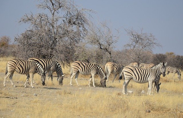 Free download Zebra Africa Namibia -  free photo or picture to be edited with GIMP online image editor