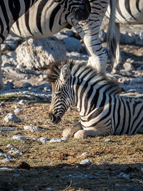 Free download zebra africa namibia etosha free picture to be edited with GIMP free online image editor