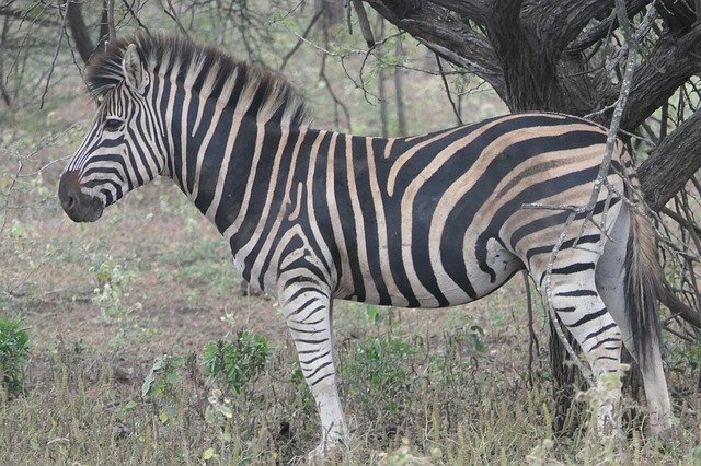 Free download Zebra Africa Safari -  free photo or picture to be edited with GIMP online image editor