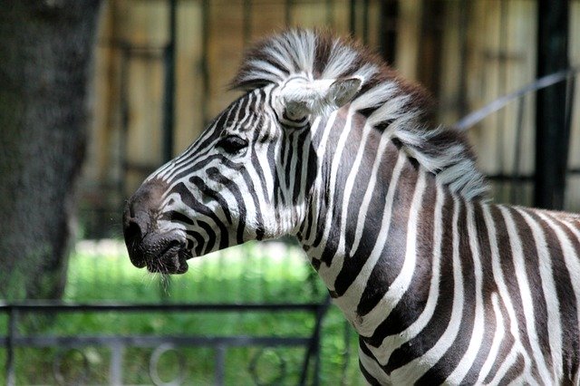 Free download Zebra Animal Equine -  free photo or picture to be edited with GIMP online image editor