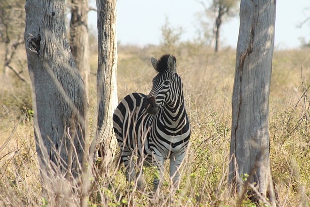 Free download zebra animal nature africa free picture to be edited with GIMP free online image editor