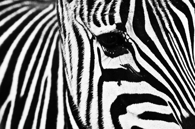 Téléchargement gratuit de Zebra Animal Rayé - photo ou image gratuite à modifier avec l'éditeur d'images en ligne GIMP