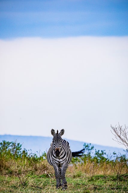 Free download zebra animal wildlife landscape free picture to be edited with GIMP free online image editor