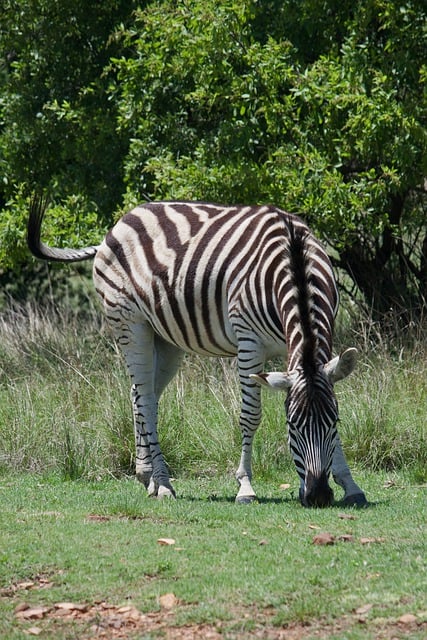 Free download zebra equine stripes free picture to be edited with GIMP free online image editor