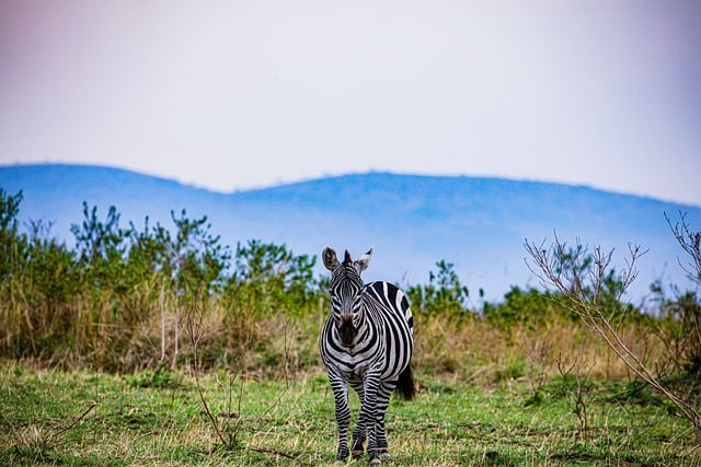 Free download zebra grassland great rift valley free picture to be edited with GIMP free online image editor