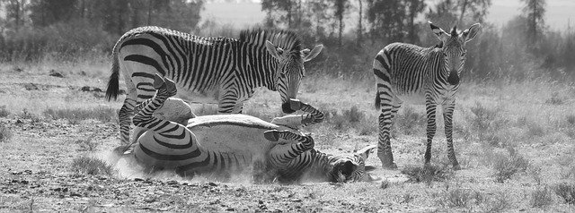 Free download Zebra HartmannS Mountain -  free photo or picture to be edited with GIMP online image editor