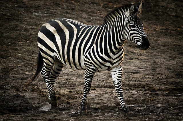 Free download zebra horse stripes mammal africa free picture to be edited with GIMP free online image editor