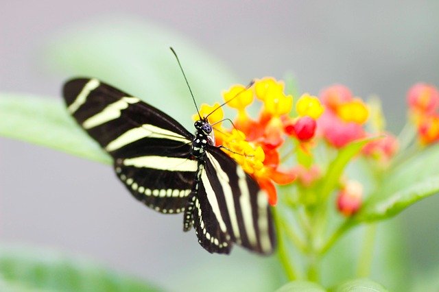 Free download Zebra Longwing Butterfly Nature -  free photo or picture to be edited with GIMP online image editor