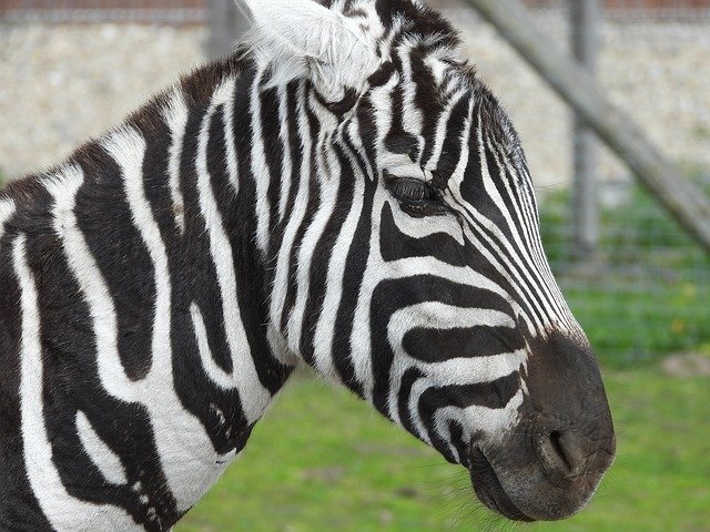 Free download Zebra Mammal Animals -  free photo or picture to be edited with GIMP online image editor