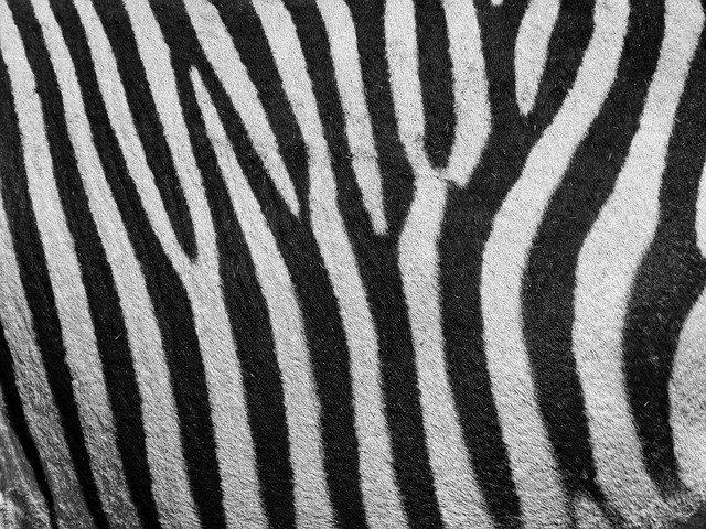 Free download Zebra Pattern -  free photo or picture to be edited with GIMP online image editor