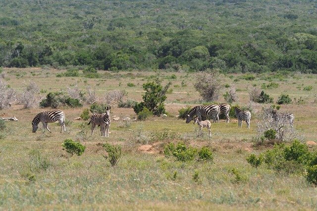 Free download Zebras Flock National Park Black -  free photo or picture to be edited with GIMP online image editor