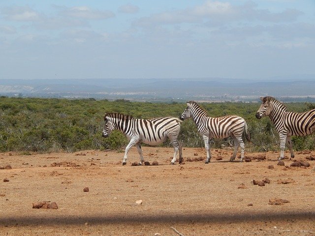 Free download Zebras South Africa Addo National -  free photo or picture to be edited with GIMP online image editor