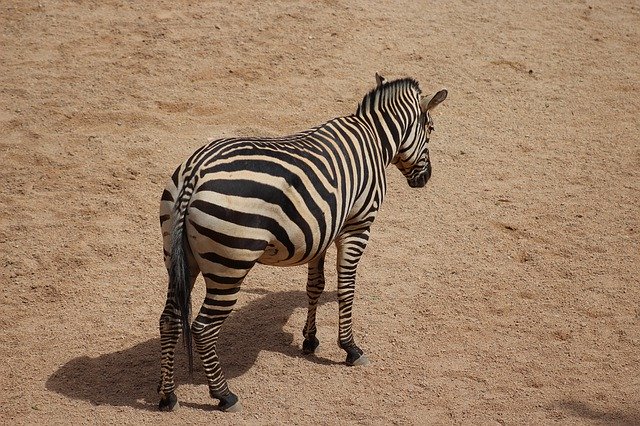 Free download Zebra Stripes Africa -  free free photo or picture to be edited with GIMP online image editor