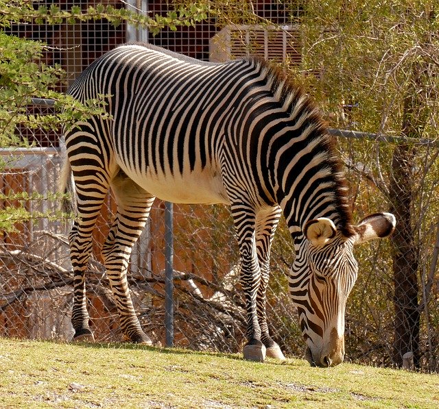 Free download Zebra Stripes Animal -  free photo or picture to be edited with GIMP online image editor