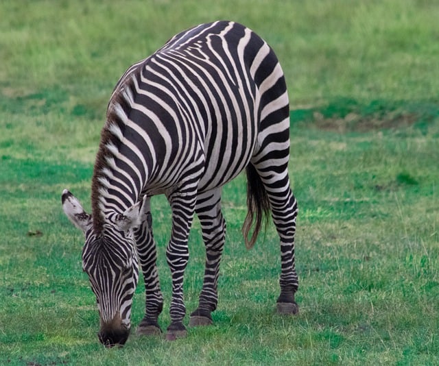 Free download zebra stripes animal equine mammal free picture to be edited with GIMP free online image editor