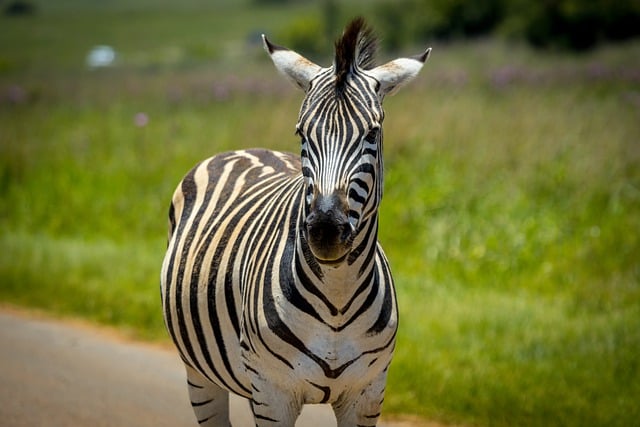 Free download zebra stripes wild safari animal free picture to be edited with GIMP free online image editor