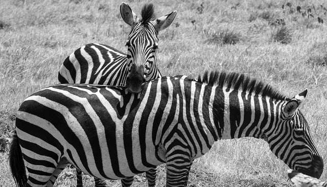 Free download zebra tanzania animal africa free picture to be edited with GIMP free online image editor