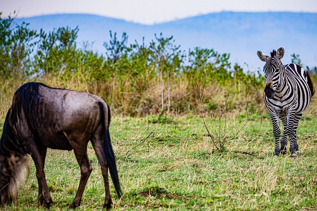 Free download zebra wildebeest grassland free picture to be edited with GIMP free online image editor