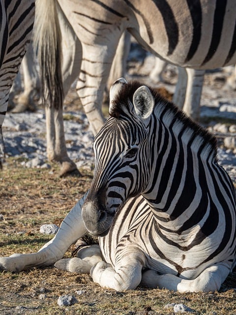 Free download zebra wildlife wilderness africa free picture to be edited with GIMP free online image editor