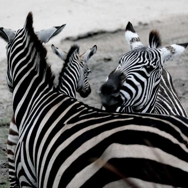 Free download Zebra Zoo Africa Animal -  free photo or picture to be edited with GIMP online image editor