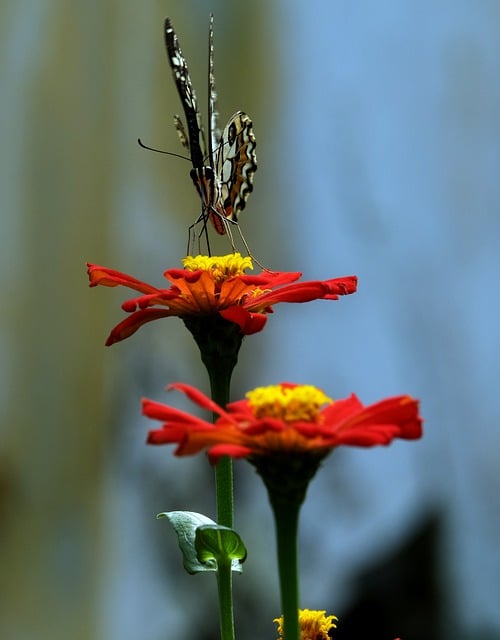 Free download zinnia flower flora nature free picture to be edited with GIMP free online image editor