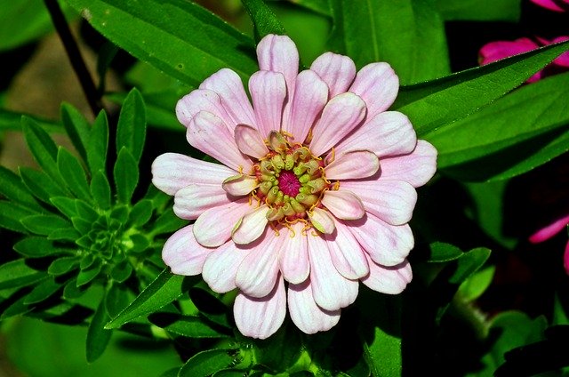 Free download Zinnia Flower Garden free photo template to be edited with GIMP online image editor