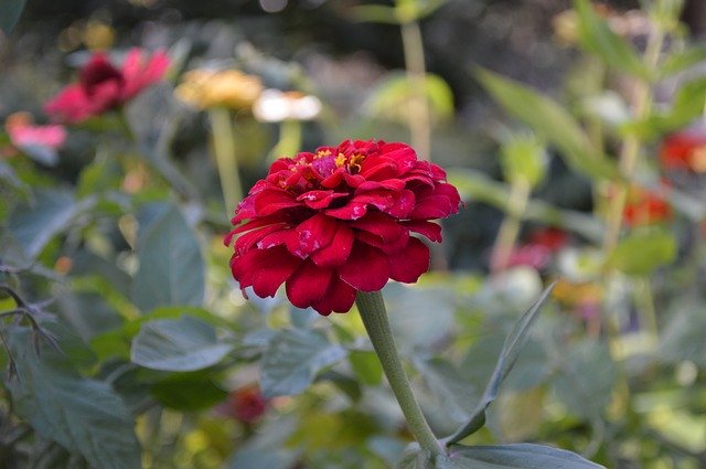 Free download Zinnia Flower Garden Summer -  free photo or picture to be edited with GIMP online image editor