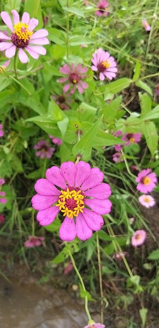 Free download Zinnia Flower Natural -  free photo or picture to be edited with GIMP online image editor