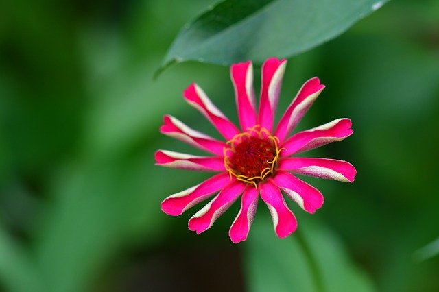 Free download Zinnia Flower Pink Petals Yellow -  free photo or picture to be edited with GIMP online image editor