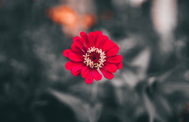 Free download zinnia flower plant red flower free picture to be edited with GIMP free online image editor