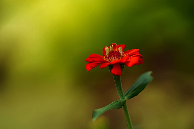 Offidocsによる百日草の花の赤い花びら