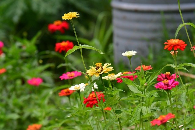 Free download Zinnia Flowers Garden Shrubs -  free photo or picture to be edited with GIMP online image editor