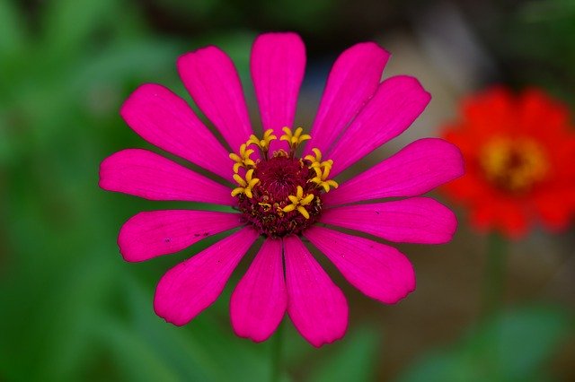 Free download Zinnia Flowers Red Petals Yellow -  free photo or picture to be edited with GIMP online image editor