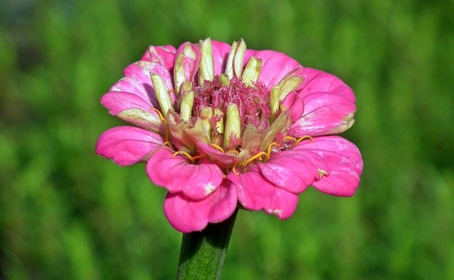 Free download Zinnia Pink Flower -  free photo or picture to be edited with GIMP online image editor