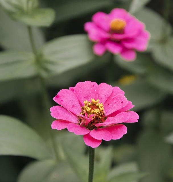 Free download zinnia pink flower pink zinnia free picture to be edited with GIMP free online image editor